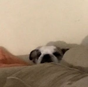 Meet your Posher, Imadethistoshowtaliahowtomakevids